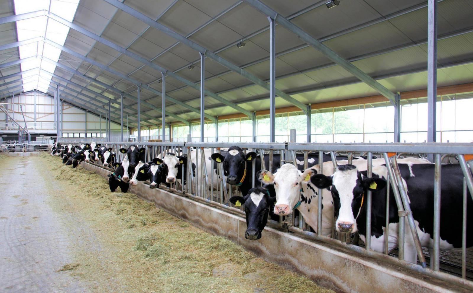 Optimales Stallklima für Nutztiere – Anforderungen der Tierarten im Überblick